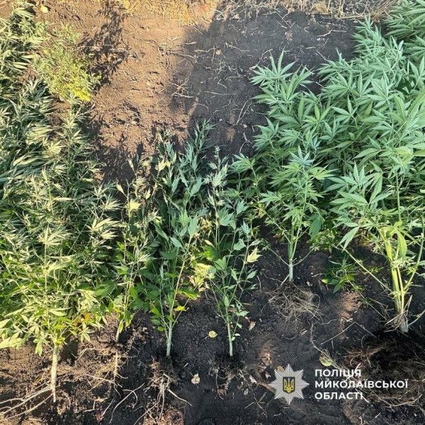 На Первомайщині чоловік вирощував коноплю серед кукурудзи та бур’яну, - ФОТО