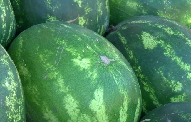 На продуктовий ринок Рівного привезли кавуни з Туреччини