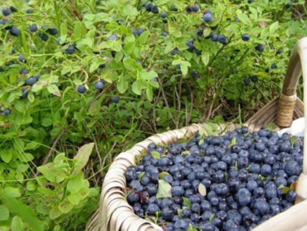 На Рівненщині рекордна ціна на чорниці (ВІДЕО)