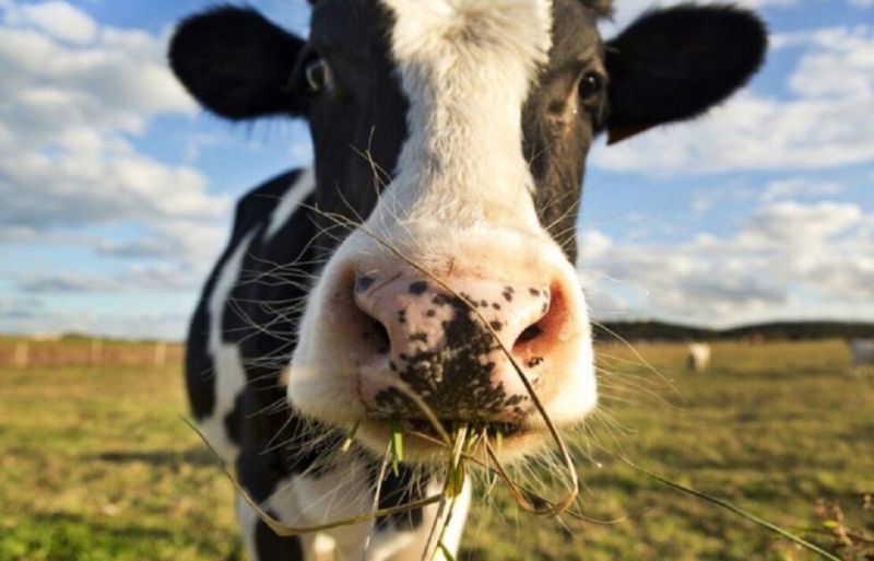 На Роменщині &ndash; випадок сказу великої рогатої худоби