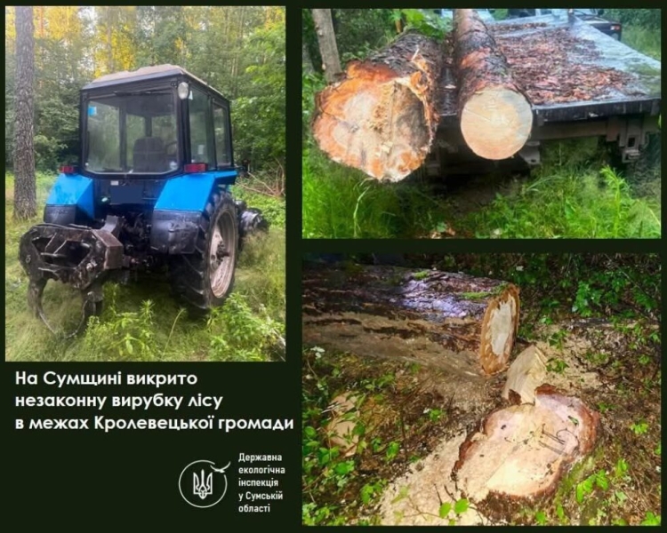 На Сумщині виявили нелегальний поруб дерев на території агролісгоспу