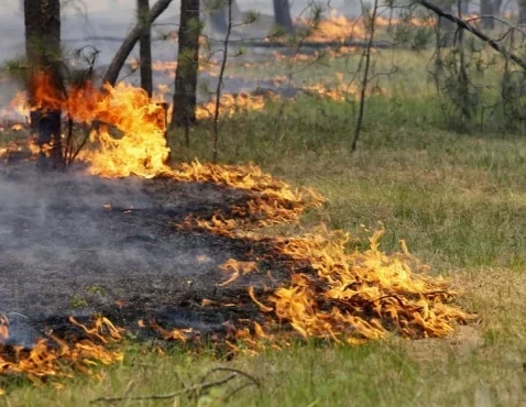Надзвичайна пожежна небезпека: відвідувати ліси заборонено!