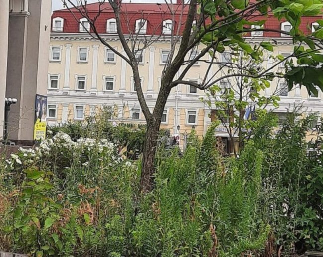 «Острів» на Театральній: бур’яни ростуть, а деревця сохнуть