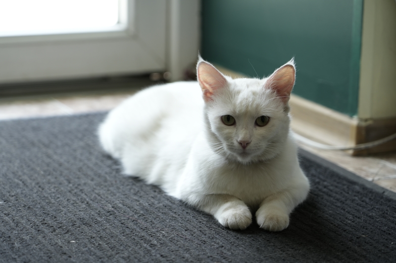 Рішення для безпритульних тварин на Донеччині та у Кривому Розі: волонтерські ініціативи, що дають шанс на життя під час війни