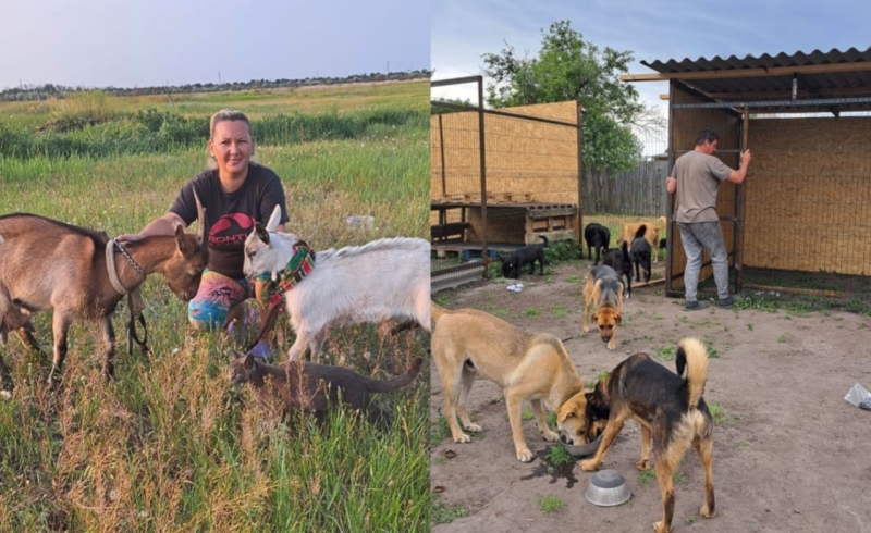 Рішення для безпритульних тварин на Донеччині та у Кривому Розі: волонтерські ініціативи, що дають шанс на життя під час війни