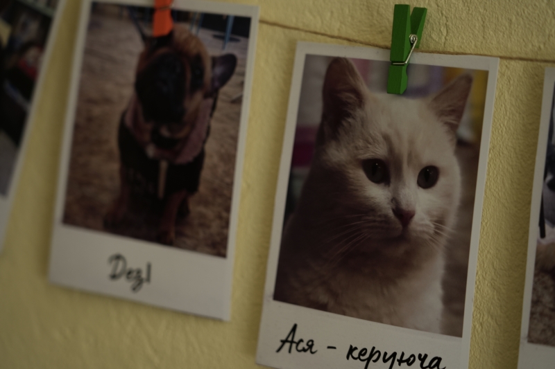 Рішення для безпритульних тварин на Донеччині та у Кривому Розі: волонтерські ініціативи, що дають шанс на життя під час війни