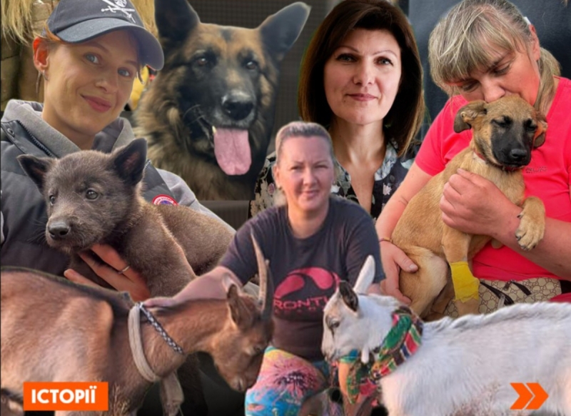 Рішення для безпритульних тварин на Донеччині та у Кривому Розі: волонтерські ініціативи, що дають шанс на життя під час війни