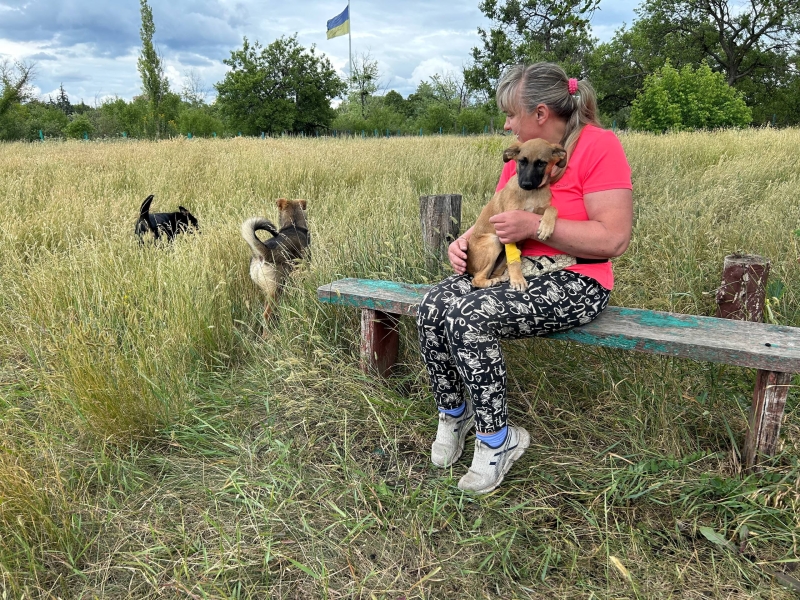 Рішення для безпритульних тварин на Донеччині та у Кривому Розі: волонтерські ініціативи, що дають шанс на життя під час війни