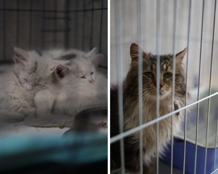 Рішення для безпритульних тварин на Донеччині та у Кривому Розі: волонтерські ініціативи, що дають шанс на життя під час війни