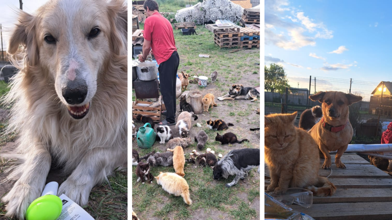 Рішення для безпритульних тварин на Донеччині та у Кривому Розі: волонтерські ініціативи, що дають шанс на життя під час війни