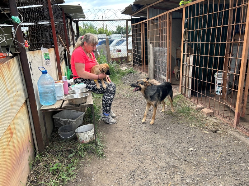 Рішення для безпритульних тварин на Донеччині та у Кривому Розі: волонтерські ініціативи, що дають шанс на життя під час війни