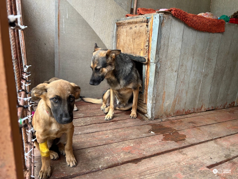 Рішення для безпритульних тварин на Донеччині та у Кривому Розі: волонтерські ініціативи, що дають шанс на життя під час війни