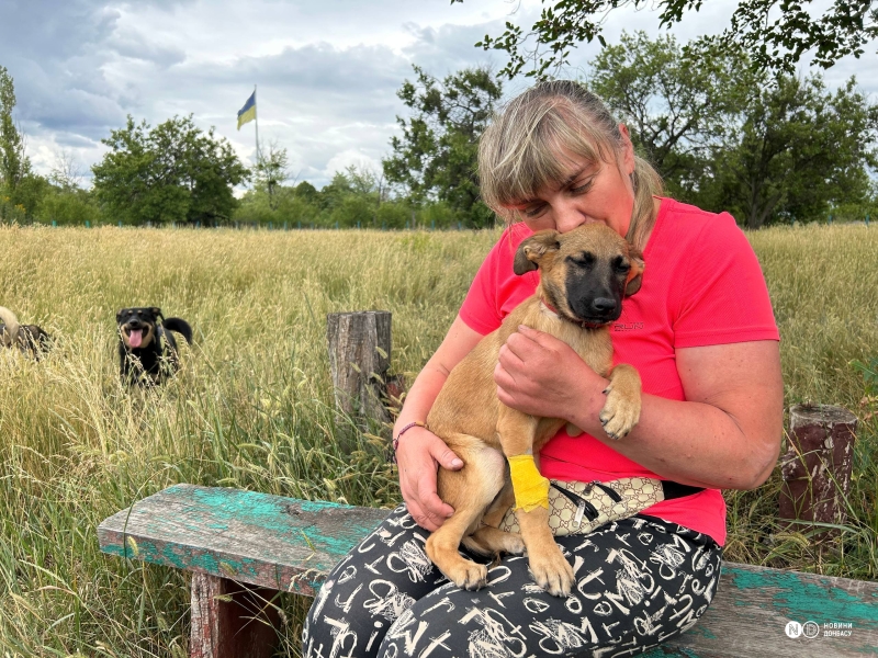 Рішення для безпритульних тварин на Донеччині та у Кривому Розі: волонтерські ініціативи, що дають шанс на життя під час війни