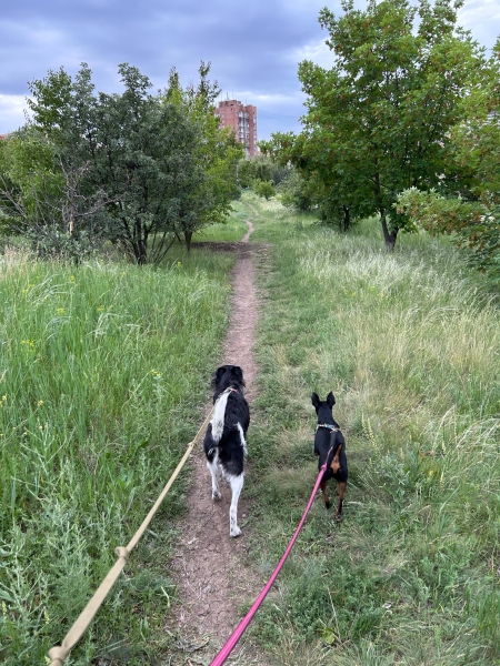 Рішення для безпритульних тварин на Донеччині та у Кривому Розі: волонтерські ініціативи, що дають шанс на життя під час війни