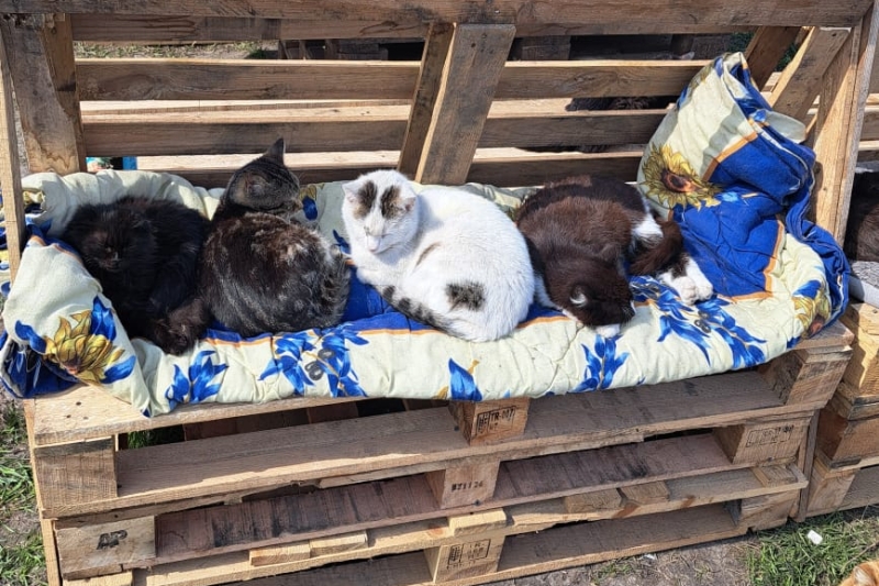 Рішення для безпритульних тварин на Донеччині та у Кривому Розі: волонтерські ініціативи, що дають шанс на життя під час війни