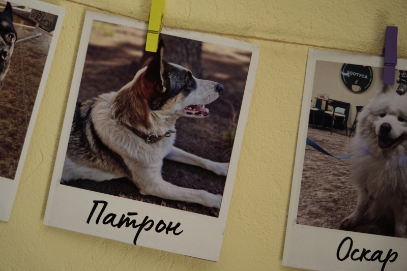 Рішення для безпритульних тварин на Донеччині та у Кривому Розі: волонтерські ініціативи, що дають шанс на життя під час війни