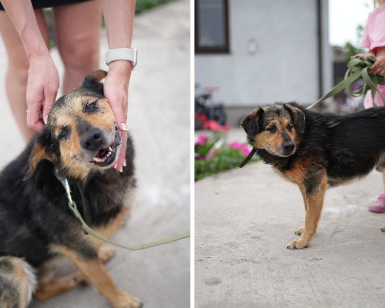 Рішення для безпритульних тварин на Донеччині та у Кривому Розі: волонтерські ініціативи, що дають шанс на життя під час війни