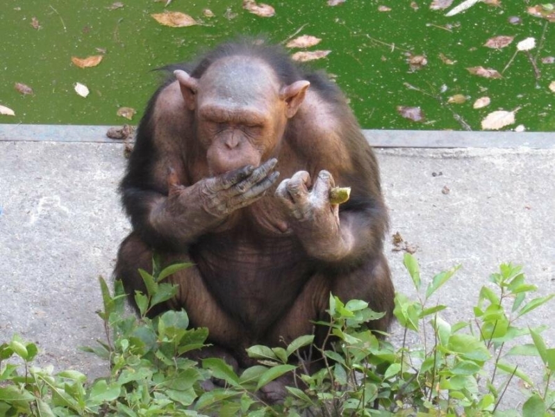 Сезон кавунів відкрито: у Миколаївському зоопарку святкують день шимпанзе, - ФОТО