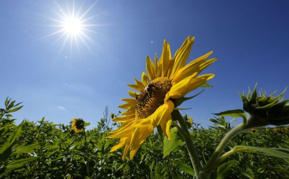 Спека тисне: у Миколаєві до +35 без жодної хмари