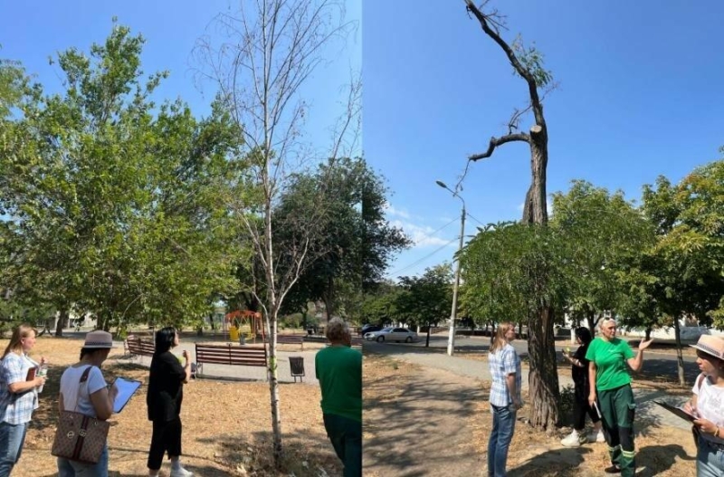 У Миколаєві перевіряють зелені насадження: частину можуть видалити, - ФОТО