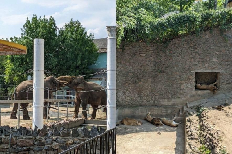 У Миколаєві відновлять "Острів звірів" за понад 1,6 мільйона гривень