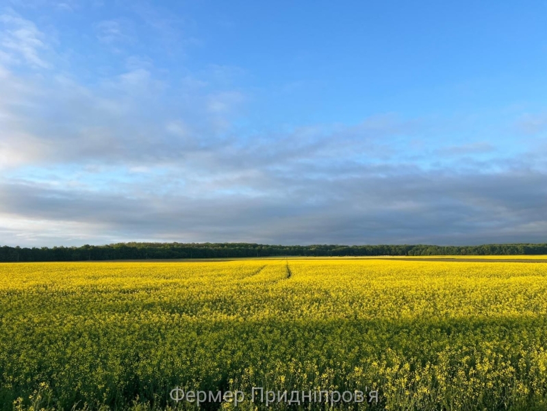 Україна  у 2025/26 МР експортувала лише 77 тис. тонн зернових і зернобобових культур