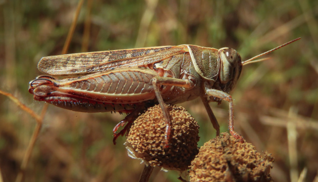 УВАГА! В південних областях України масштабне нашестя сарани і від неї уже страждають фермери