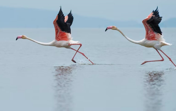 В Італії на фермерів раптом «бандами» ополчились напрочуд гарні птахи рожеві фламінго