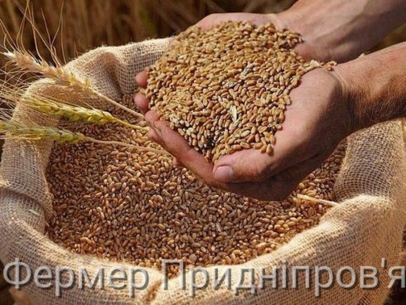 В Україні глобально змінюються умови торгівлі пшеницею