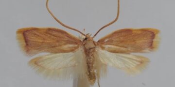 Австрійський вчений назвав новий вид молі на честь дружини