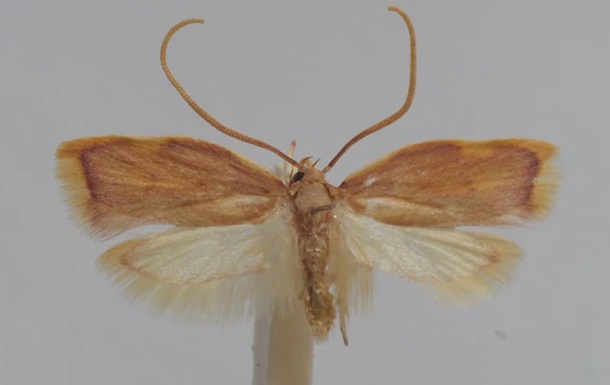 Австрійський вчений назвав новий вид молі на честь дружини