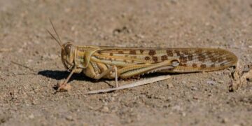 У Запоріжжі скасували карантин, запроваджений через нашестя сарани