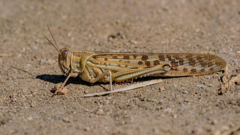 У Запоріжжі скасували карантин, запроваджений через нашестя сарани