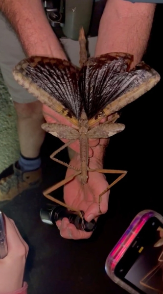 Австралії виявили новий вид комах завдовжки 40 см