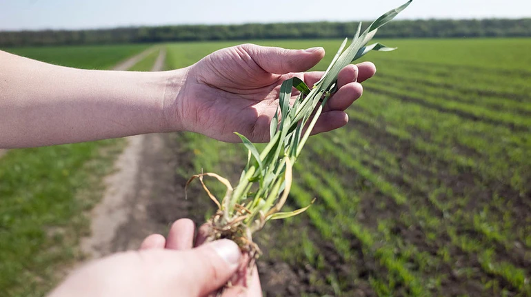 Уряд розширив підтримку аграріїв на прифронтових територіях: що передбачається