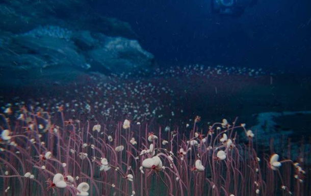 Вчені відкрили раніше невідому екосистему у Тихому океані