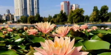 На озері Тельбін розцвіли водяні лілії, висаджені місцевими жителями (фото)