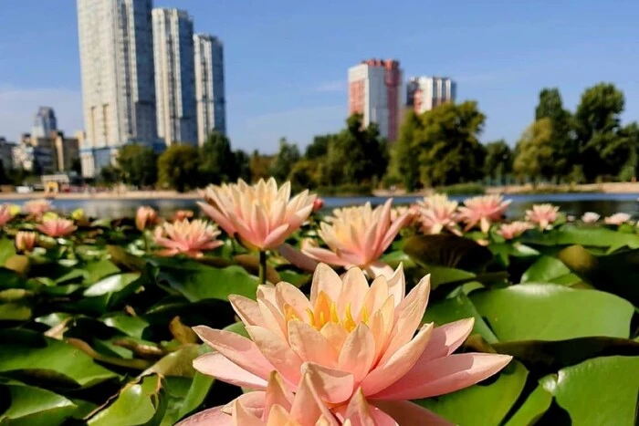 На озері Тельбін розцвіли водяні лілії, висаджені місцевими жителями (фото)