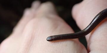 Змія, яку вважали вимерлою, знову з’явилася на Барбадосі