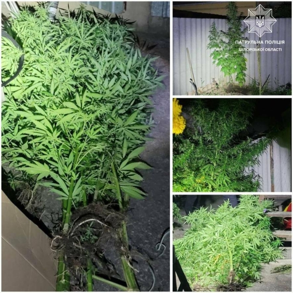 У Запоріжжі патрульні на виклику щодо побутового конфлікту виявили насадження коноплі