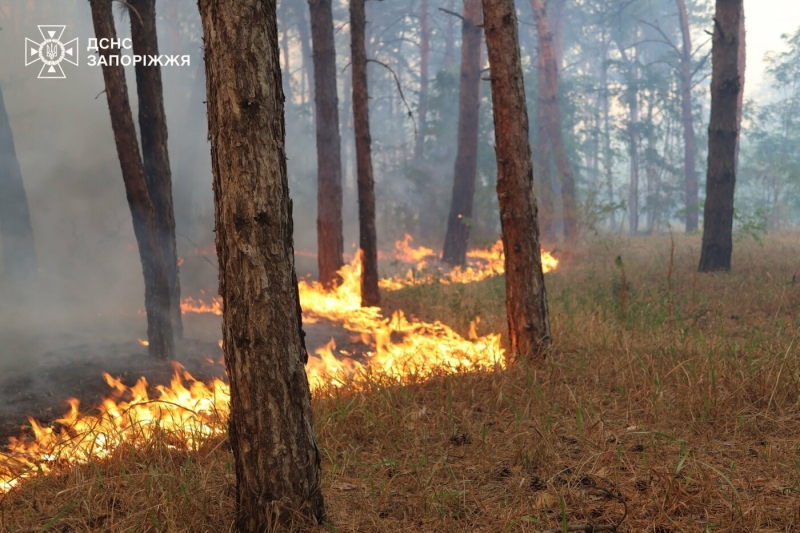 У Запорізькому районі сталася масштабна лісова пожежа: до гасіння залучили рятувальників з двох областей