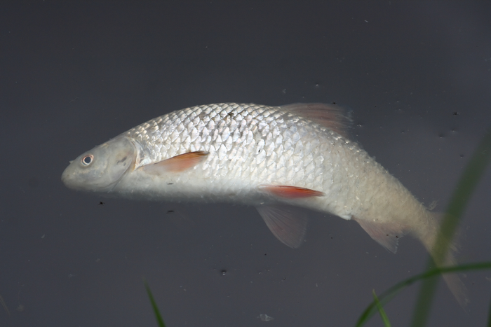 33 тисячі мертвих риб: у Хмельницькій області розслідують кримінальне провадження