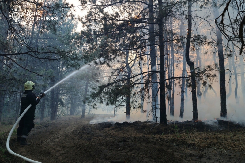 У Запорізькому районі сталася масштабна лісова пожежа: до гасіння залучили рятувальників з двох областей