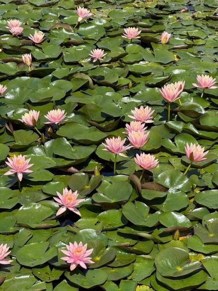 На озері Тельбін розцвіли водяні лілії, висаджені місцевими жителями (фото)