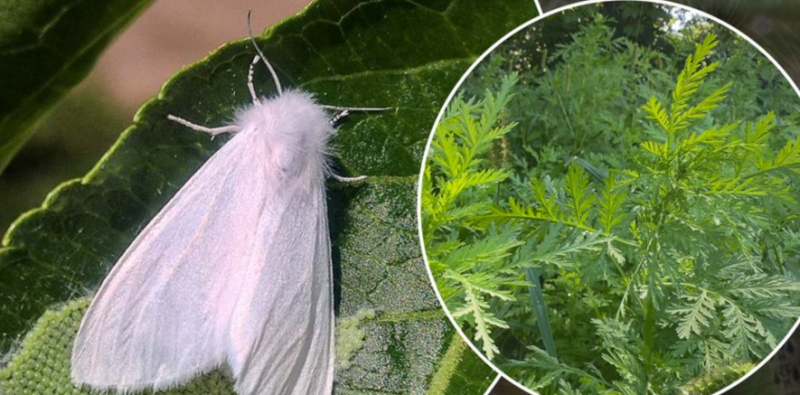 Шкідники атакують Івано-Франківщину: в селах Вовчківці та Тулова запровадили карантин