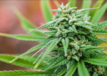 У Калуші чоловіка оштрафували за домашні “посіви” конопель