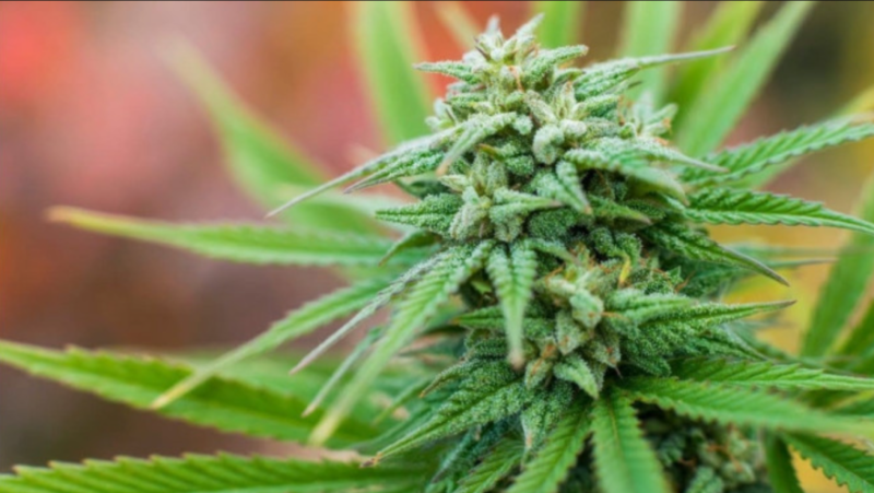 У Калуші чоловіка оштрафували за домашні "посіви" конопель