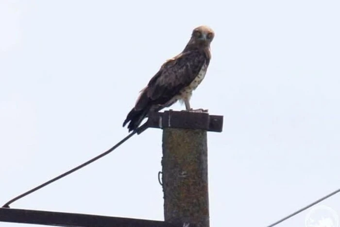 У Чорнобильській зоні орнітологи помітили рідкісного птаха змієїда (фото)