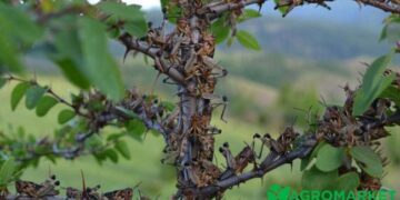 Чи загрожує сарана Рівненщині?