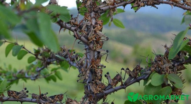 Чи загрожує сарана Рівненщині?